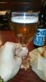  BrewDogwPUNK IPAx